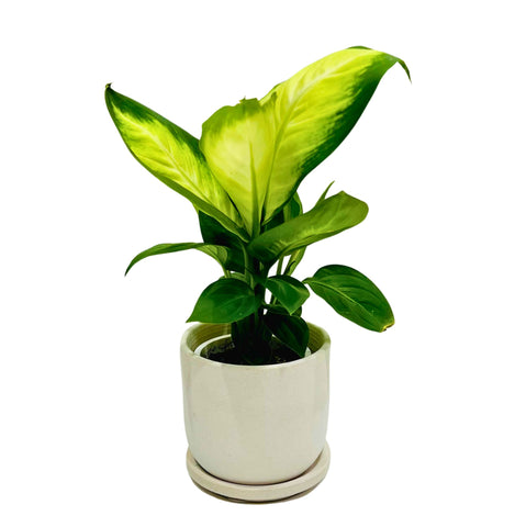 Dieffenbachia in White Allegra Pot and Tray