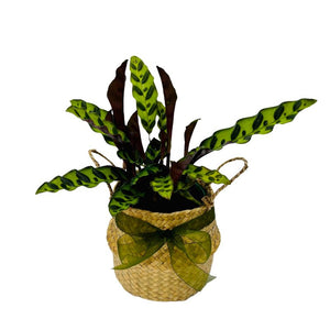 Rattlesnake Plant in Seagrass Planter